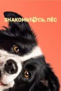 Знакомьтесь, пёс